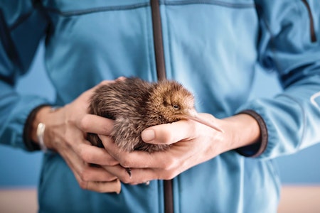 National Kiwi Hatchery Aotearoa - Behind the Scenes Tour