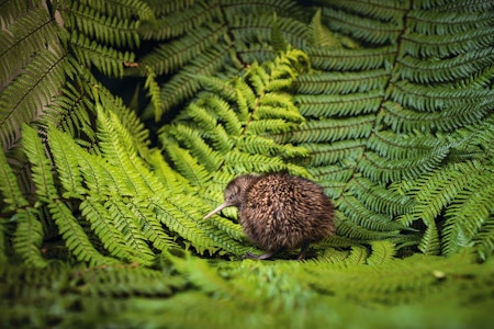 National Kiwi Hatchery Aotearoa - Behind the Scenes Tour