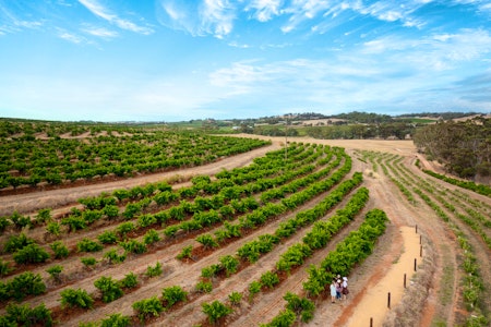 Food & Wine Experience - Barossa Valley Estate