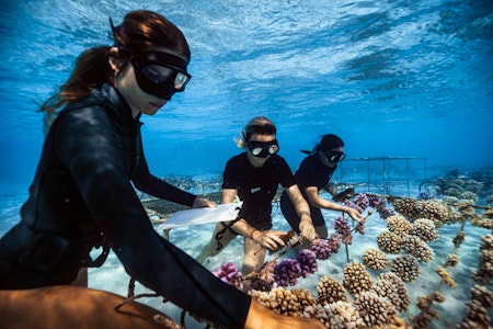 Moorea Coral Gardeners Experience