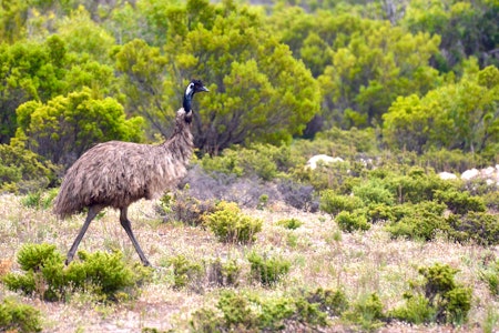 Exceptional Port Lincoln, Seafood and Wildlife Tour; Credit: Australian Coastal Safaris