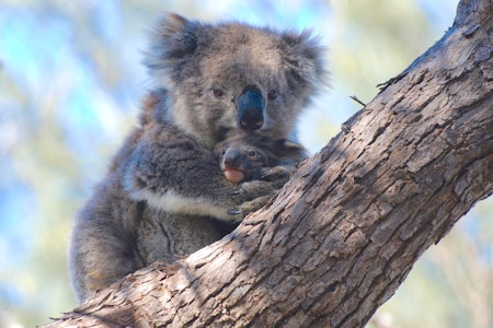 Exceptional Port Lincoln, Seafood and Wildlife Tour; Credit: Australian Coastal Safaris