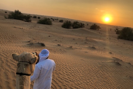 Morning Desert Adventure