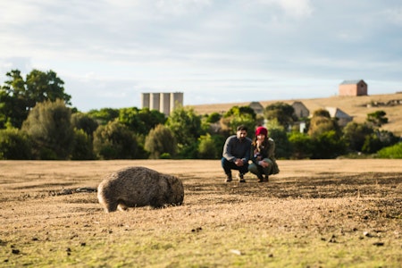 A wombat on Maria Island