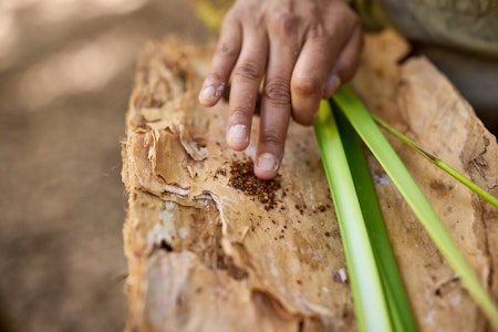 Morning Authentic Aboriginal Experience