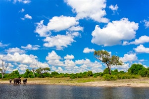 Botswana and Sanctuary Retreats: Safari Adventure image 1