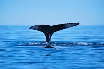 Whalewatching in Tadoussac and La Baie (106 miles)