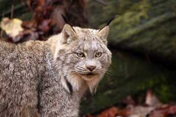 Whitehorse (Yukon Wildlife Preserve)