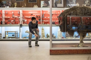 Manitoba's Polar Bear Safari image 3