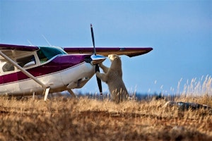 Manitoba's Polar Bears and Beluga Whales image 3