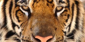 Ranthambore National Park