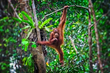 Sandakan - Kota Kinabalu