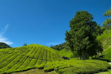 Taman Nagara - Cameron Highlands