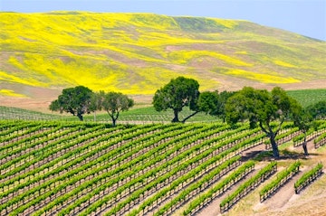 Napa Valley & Sonoma