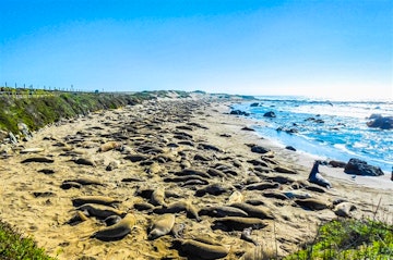 Pismo Beach Dune Buggy , Elephant Seals & Big Sur Coastal VIstas
