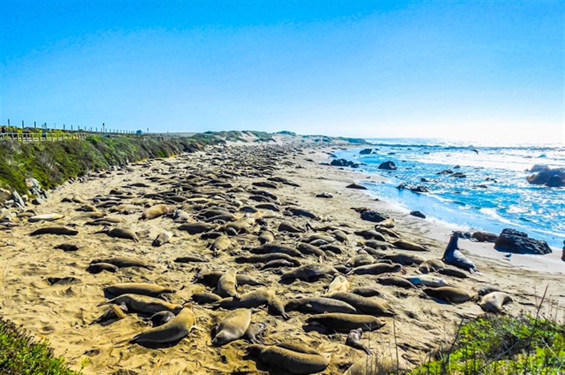 Elephant Seals at Piedras Blancas on The Big Sur