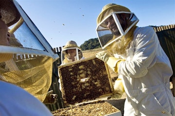 Bee-Keeping at Carmel Valley Ranch