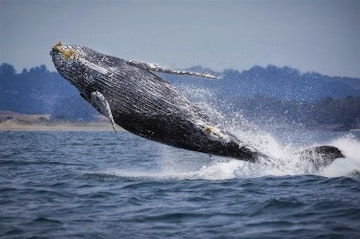 Whale and Dolphin Watching Adventure