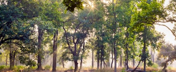 Bandhavgarh National Park