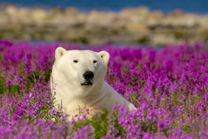 Manitoba's Polar Bears and Beluga Whales image 1