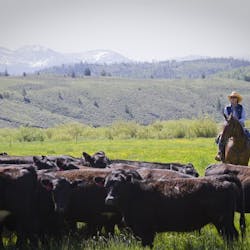Cattle Herding at C Lazy U Ranch, Colorado