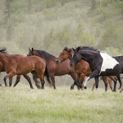 Horses at C Lazy U Ranch, Colorado