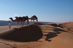 oman camp, Desert Nights Camp