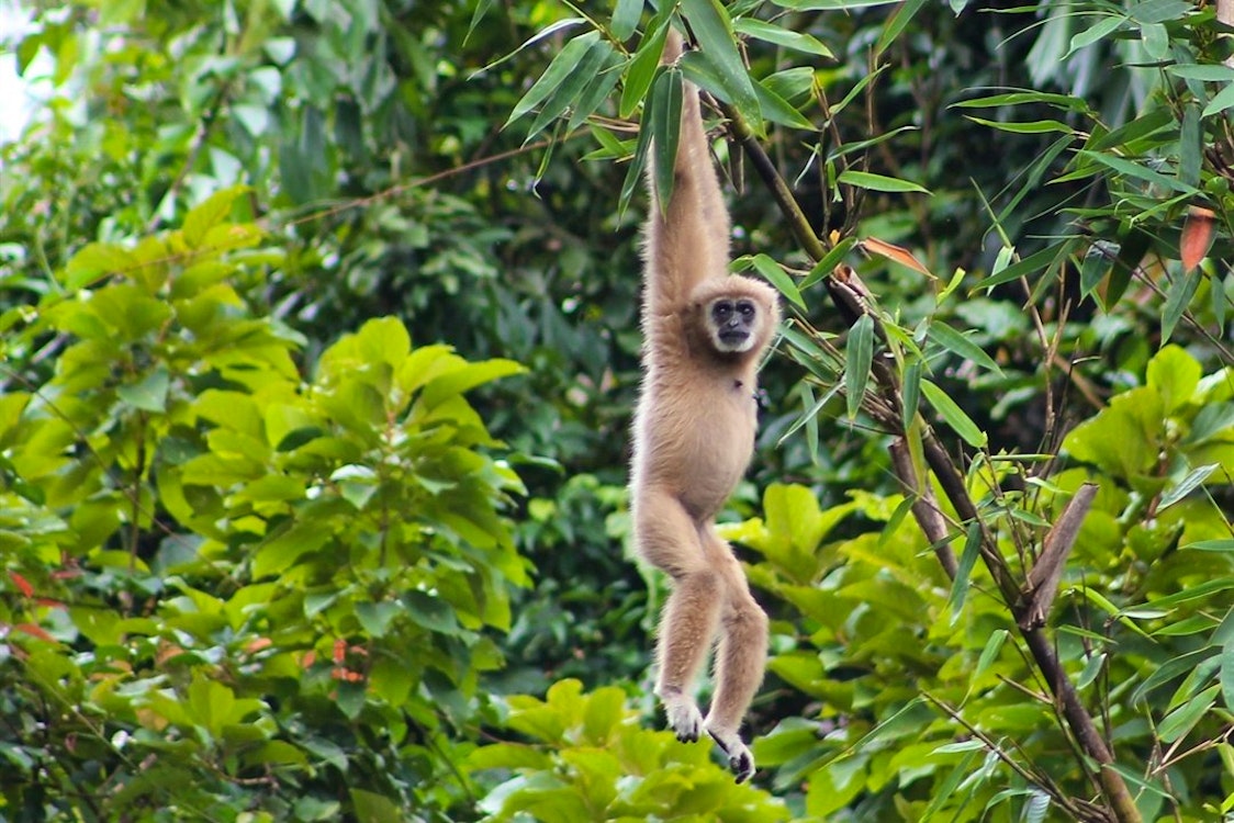 Gibbon at Elephant Hills Rainforest Camp