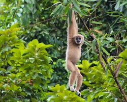 Gibbon at Elephant Hills Rainforest Camp