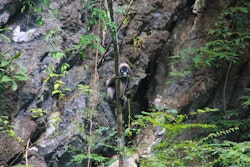 Dusty Leaf Monkey at Elephant Hills Rainforest Camp