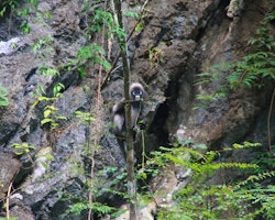 Dusty Leaf Monkey at Elephant Hills Rainforest Camp