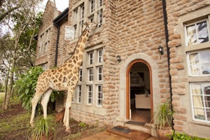 Giraffe Manor image 3