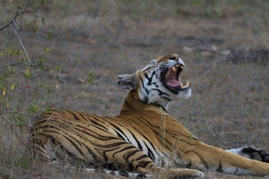 The Jungle Book Adventure image 1