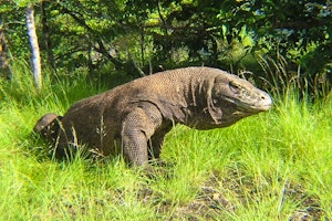 Komodo Dragon Exploration image 1