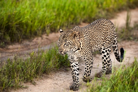 Leopard at Lion Sands Ivory Lodge, South Africa