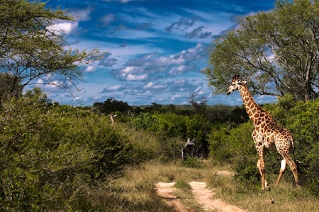 Giraffe at Lion Sands Ivory Lodge, South Africa