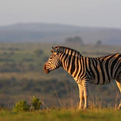 Zebra