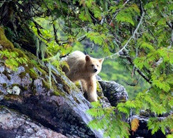 Spirit Bear - Photo by Phil Charles