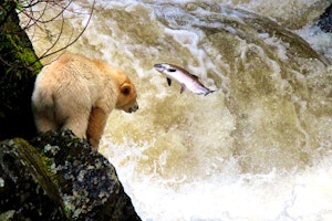 Spirit Bear Lodge image 1