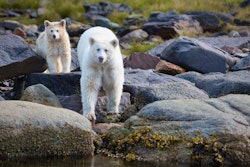 Spirit Bears - Photo by Cael Cook