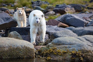 Spirit Bear Lodge image 3