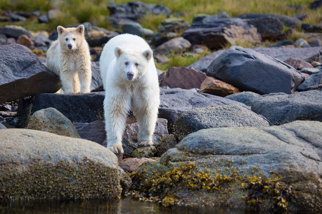 Spirit Bears - Photo by Cael Cook