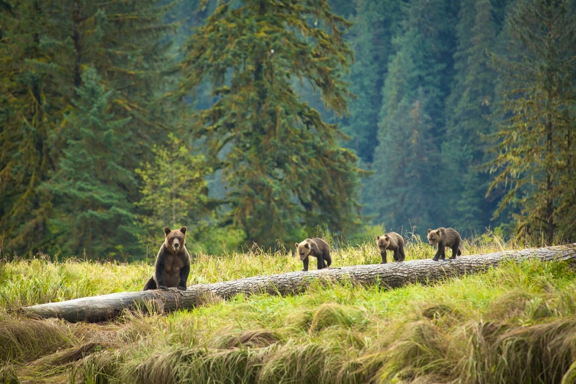Bears On Log - Photo by Cael Cook