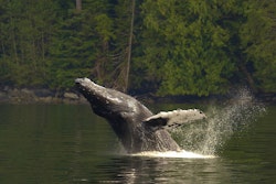 Humpback Whale - Photo by Douglas Neasloss