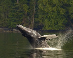 Humpback Whale - Photo by Douglas Neasloss