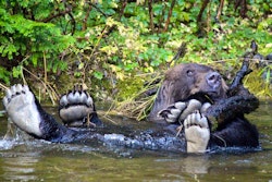 Putting Their Feet Up - Photo by Phil Charles