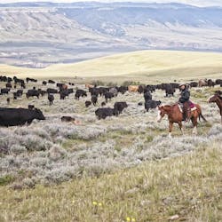 Wyoming Cattle Drives at TX Ranch