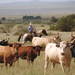 Wyoming Cattle Drives at TX Ranch