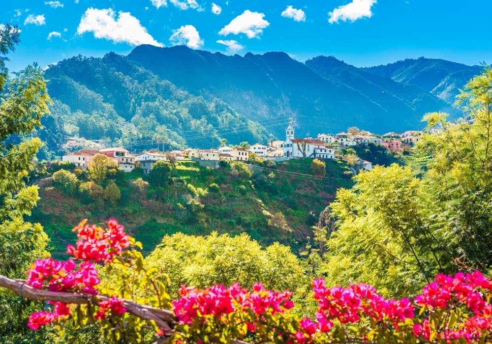 Madeira flowers