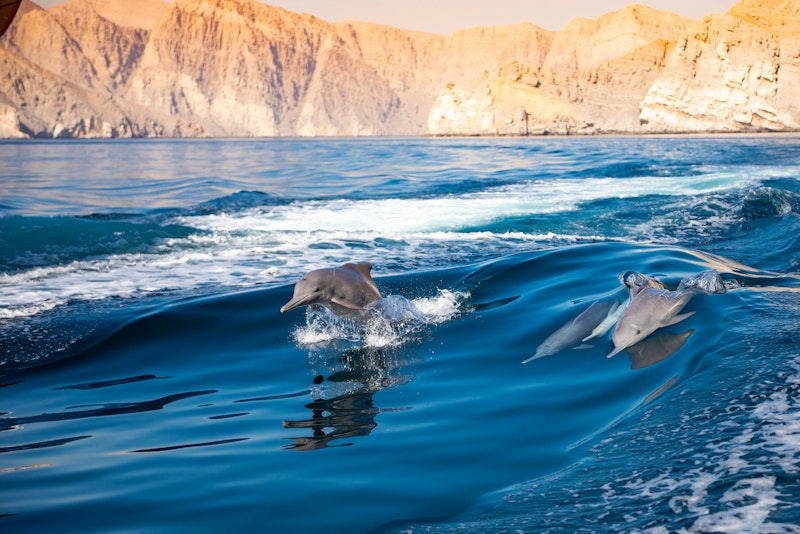 Dolphins in Oman
